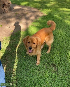 Stud/ Golden Retriever  Listing Image