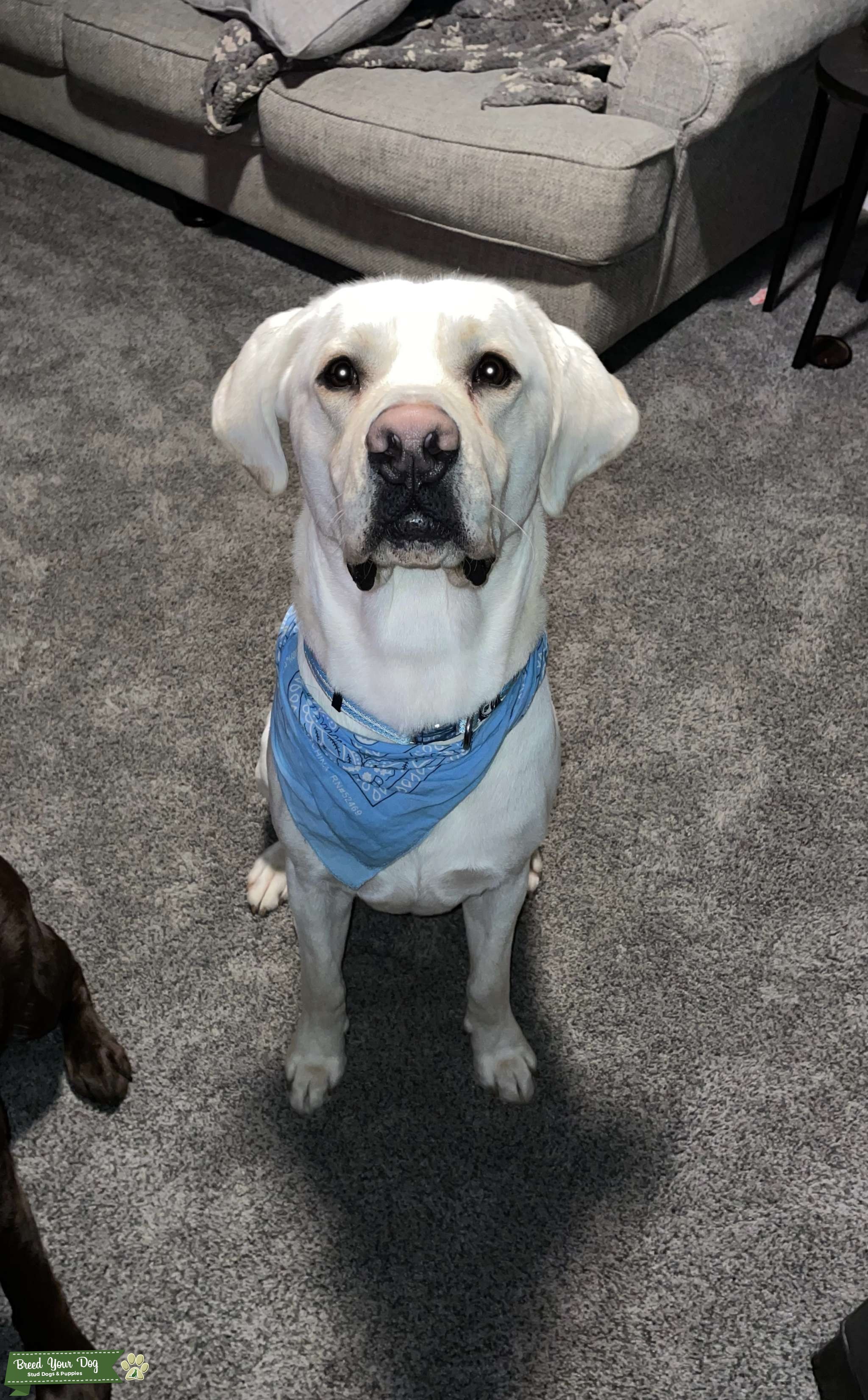 Yellow Labrador Retriever for Stud Stud Dog in North Carolina, the