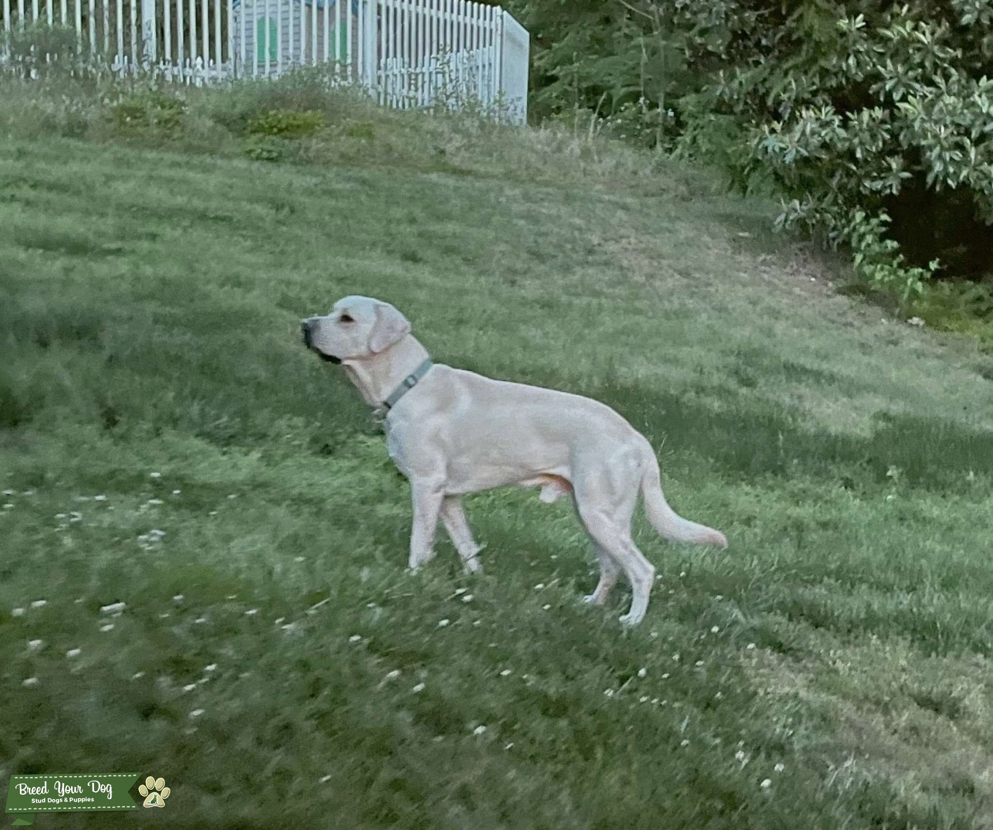 Yellow Labrador Retriever for Stud Stud Dog in North Carolina, the