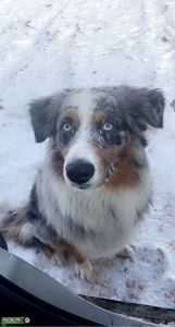 Blue merle Aussie stud Listing Image
