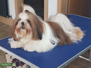Stunning Proven KC Registered Shih Tzu for stud Listing Image