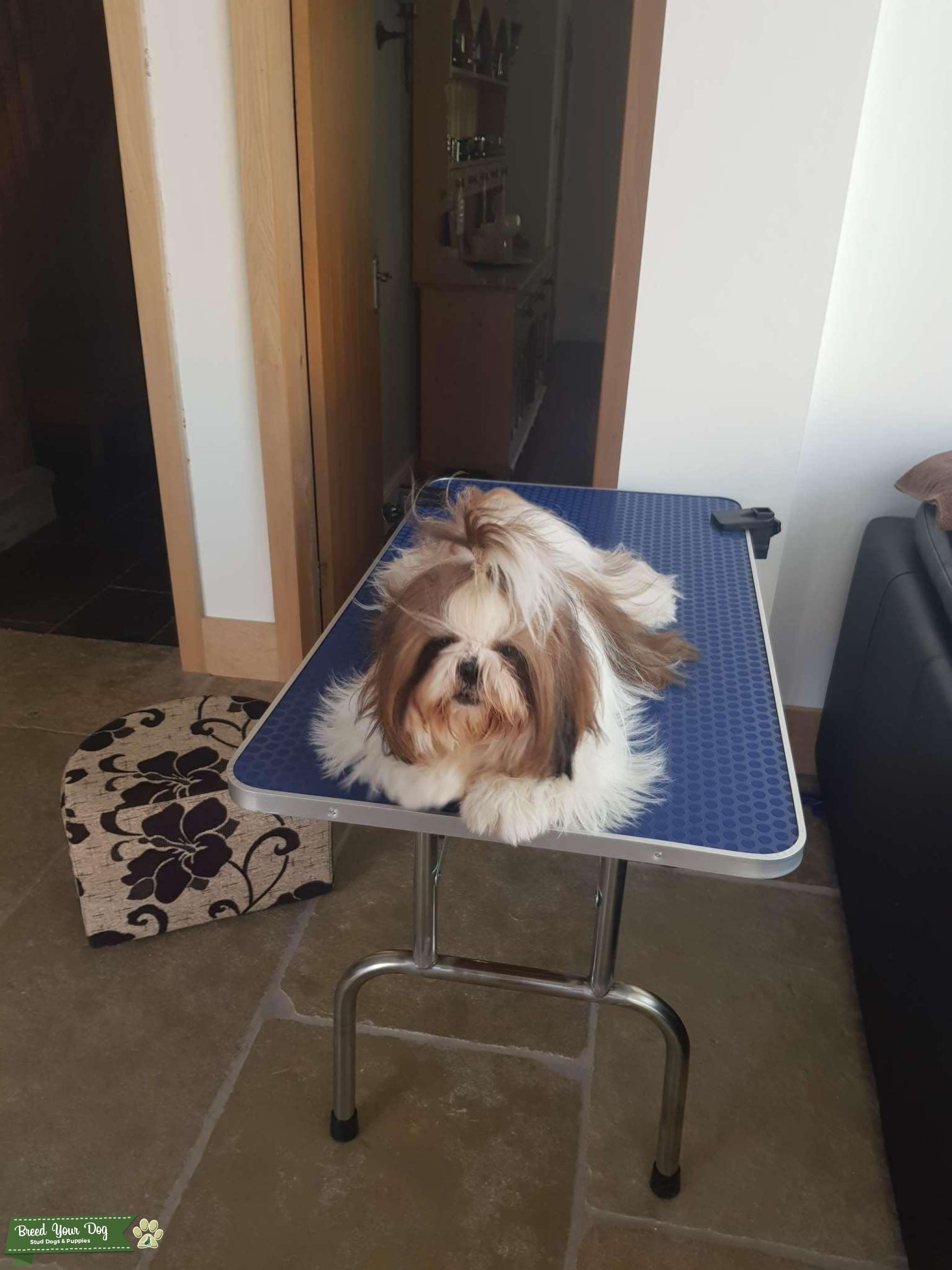 Stunning Proven KC Registered Shih Tzu for stud Stud Dog in South