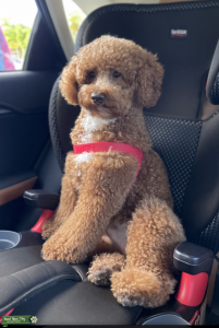 Toy Male Poodle  Listing Image