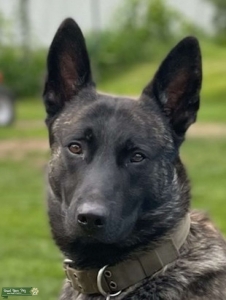 Dutch shepherd Listing Image
