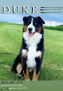Blue Eyed Black Tri Australian Shepherd Stud Listing Image
