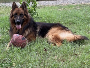 AKC GSD Stud Listing Image