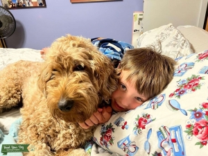 Sweet Pure Breed Large Poodle Listing Image