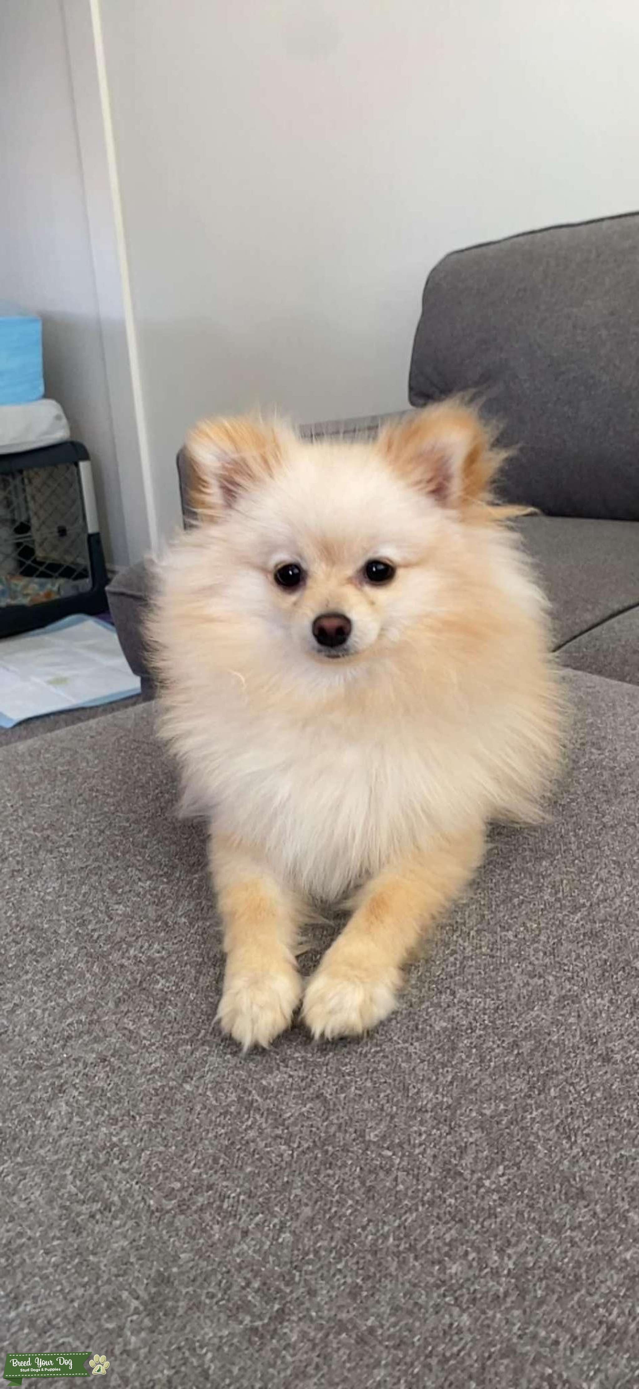 A Pomeranian - Stud Dog Santa Clara County - Breed Your Dog