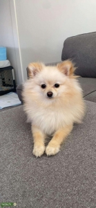 A Pomeranian Listing Image