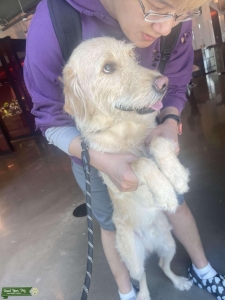 Looking for a doodle/labrado/goldendoodle/labradoodle girl, $500 dollar pay Listing Image