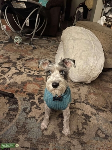 Salt and pepper parti mini schnauzer  Listing Image