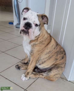 Bully Listing Image