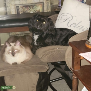 Looking for a female Shih Tzu to mate with my lovely stud Listing Image