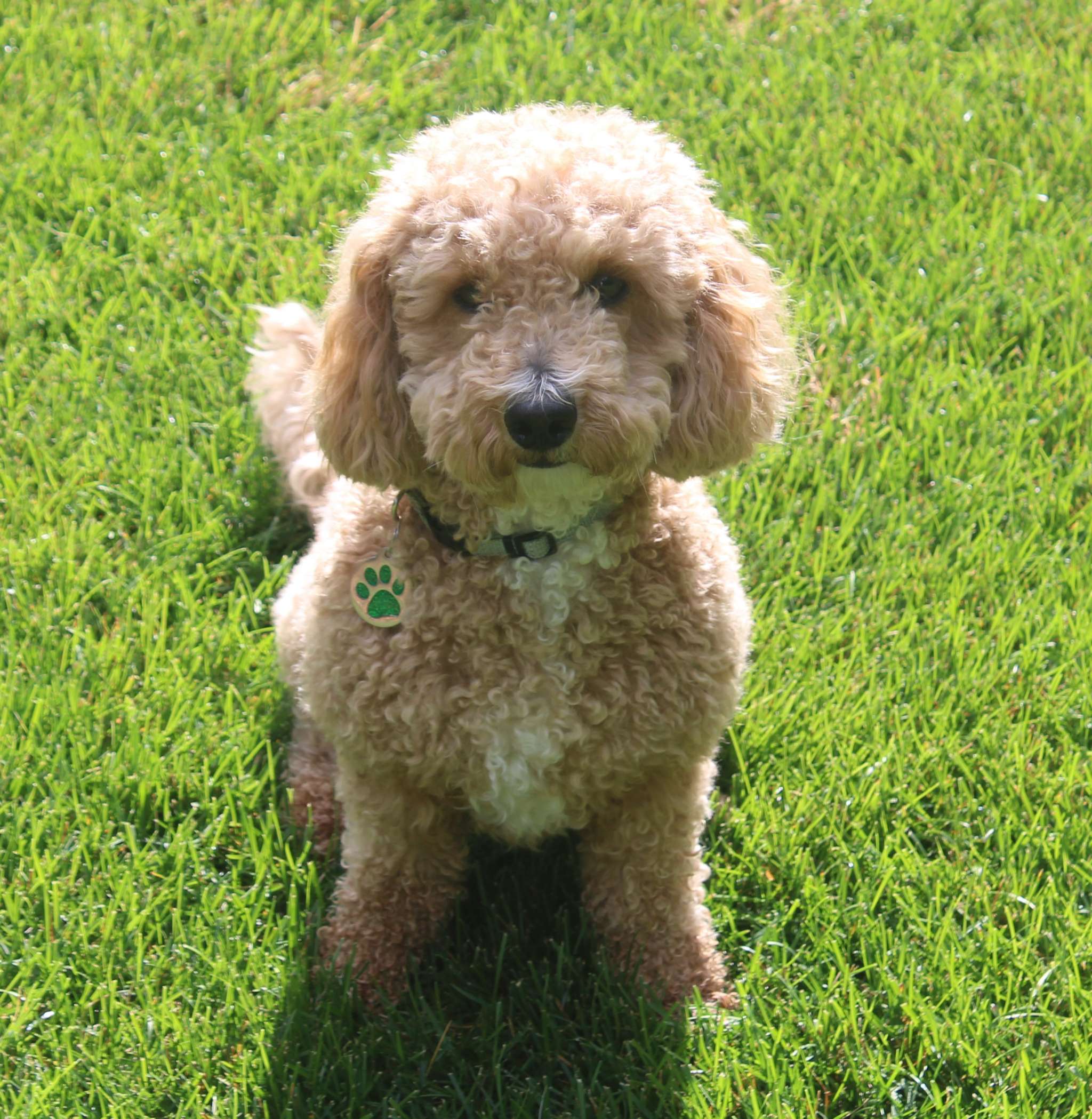 F1B Mini Goldendoodle Stud Dog in Kalamazoo, Michigan, the United