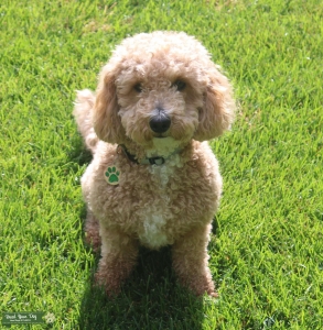 F1B Mini Goldendoodle Listing Image