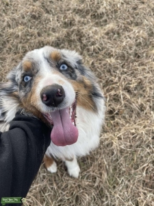 Beautiful smart stud dog available Listing Image