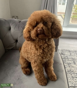 Waffle Red toy poodle  Listing Image