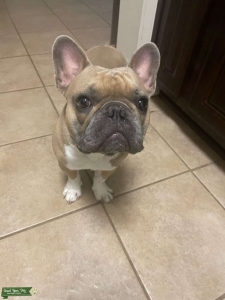 Otis - Frenchie Stud Listing Image