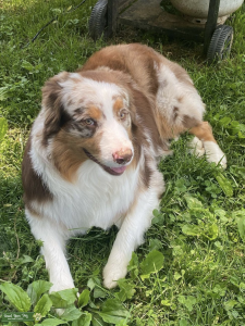 Red Merle Australian Shepherd Stud Listing Image