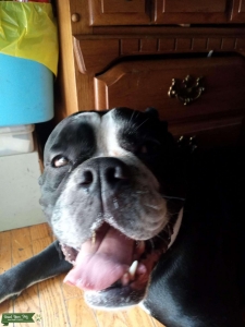 Black/white Olde English bulldog  Listing Image