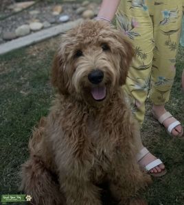 F1B Apricot Goldendoodle Listing Image