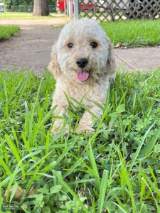 Toy/Mini Poodle  Listing Image
