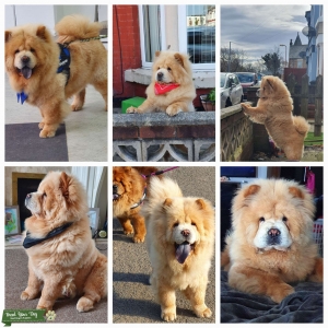 Cream chow chow for Stud Listing Image