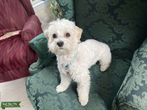 Maltipoo looking for mate Listing Image