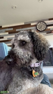 Goldendoodle phantom color Listing Image