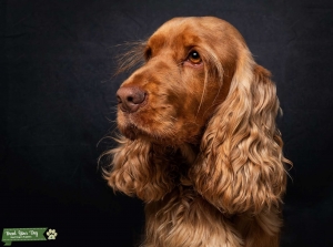 Extensively Health Tested KC Reg Show Cocker Stud Listing Image
