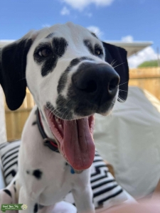 5 month old with black patches on ears  Listing Image