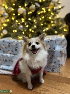 Sophie the pom  Listing Image