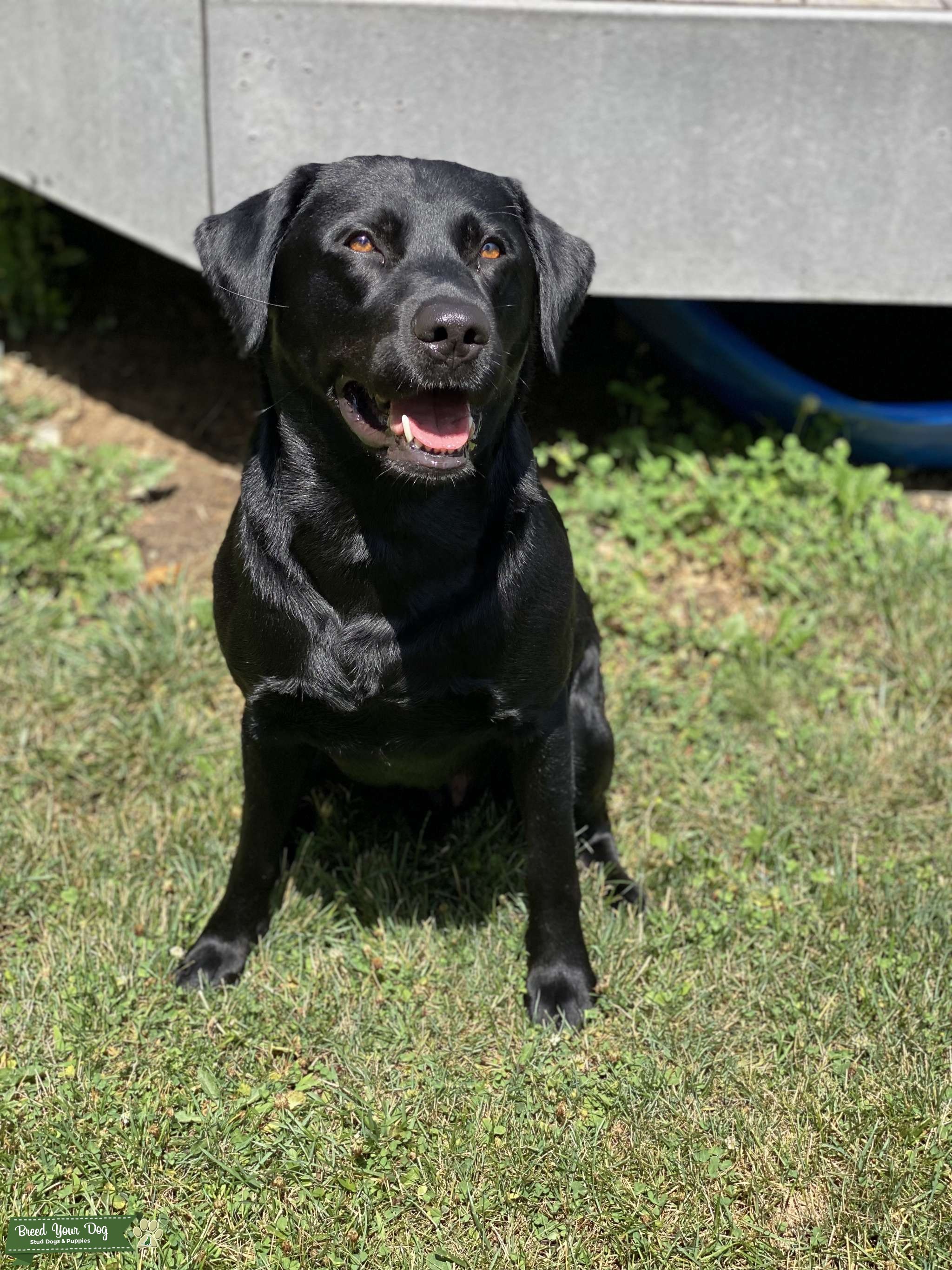 AKC Black Labrador Stud Dog in Michigan, the United States Breed