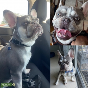 French bulldog lilac  Listing Image