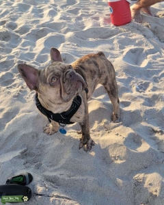 French Bulldog  Listing Image