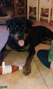 ROTTIE STUD Listing Image