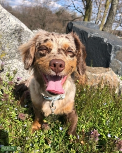 Long Hair Miniature Dappled Dachshund  Listing Image