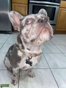 Lilac Merle French Bulldog Stud Service Listing Image