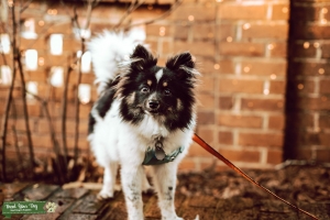 Male Pomeranian Stud Listing Image