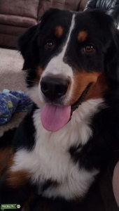 Looking for a male to breed with my female Bernese  Listing Image