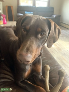 Purebred Doberman Male stud  Listing Image