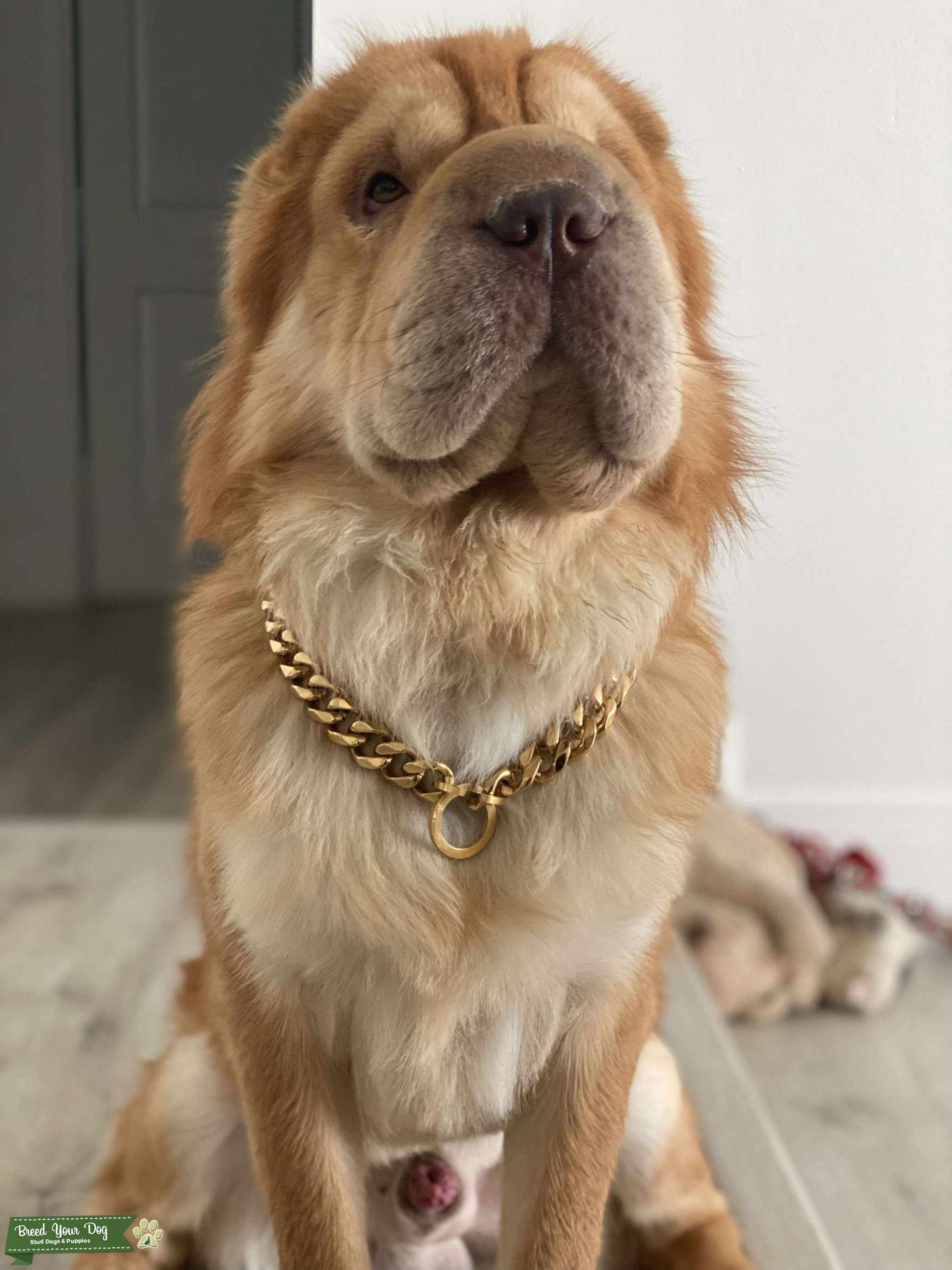 Stud Bear Coated Shar Pei Stud Dog in South Florida , United States