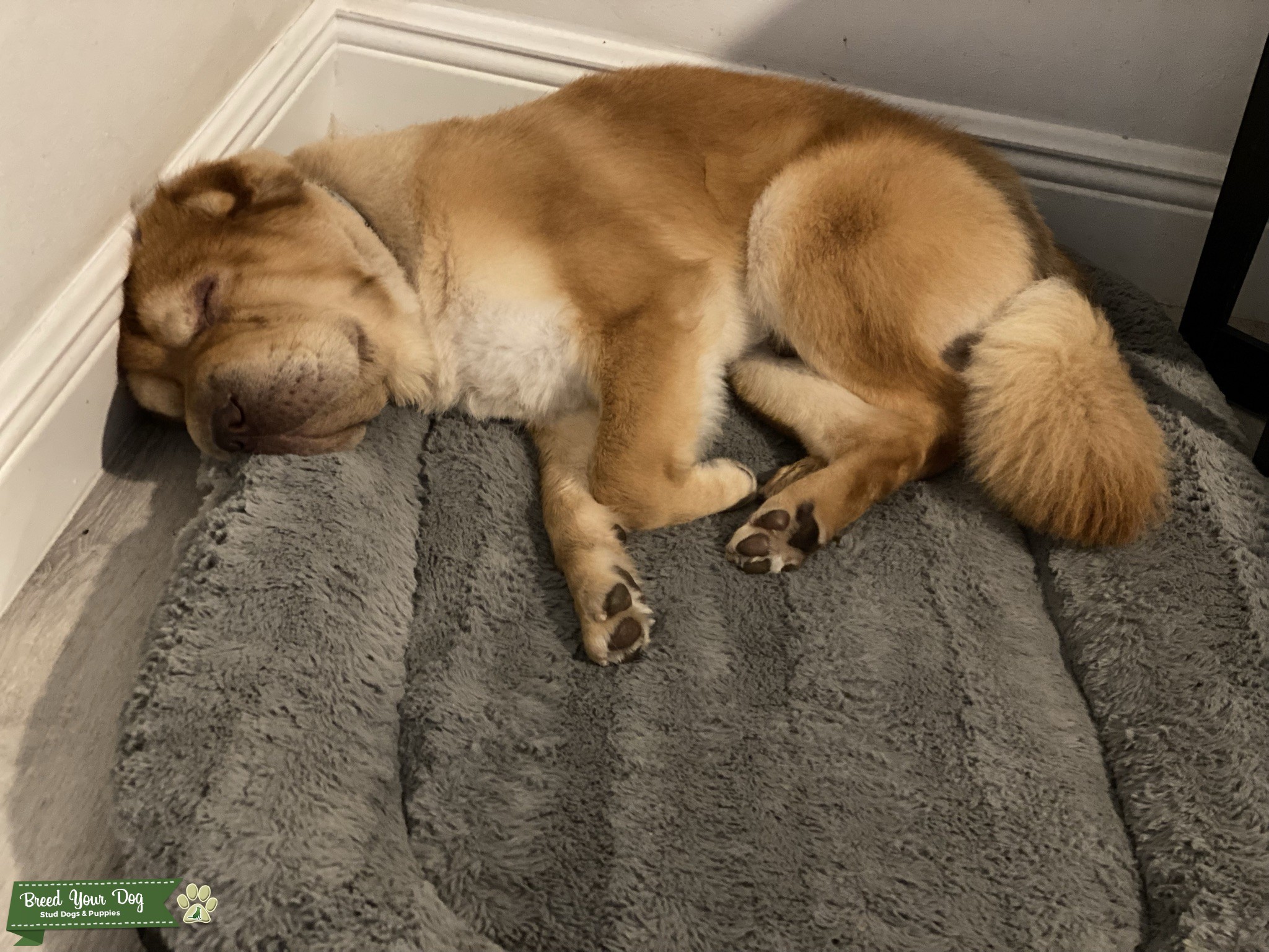 Stud Bear Coated Shar Pei Stud Dog in South Florida , United States