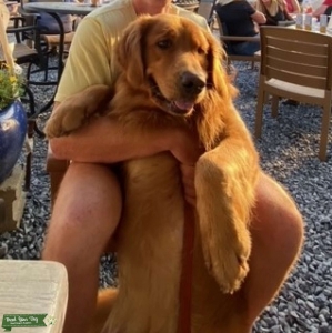 Extra Large Golden Retriever Male Listing Image