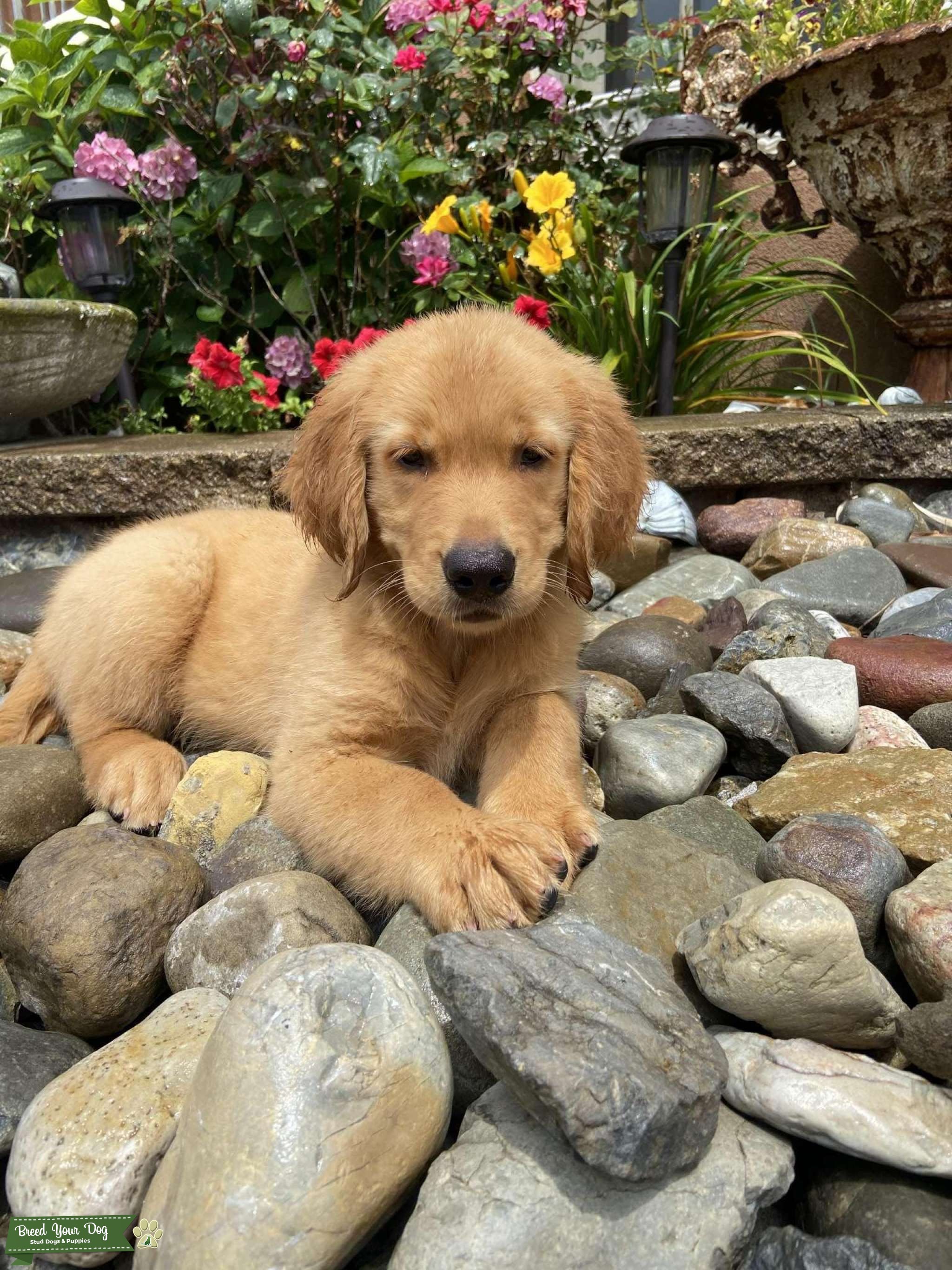 Extra Large Golden Retriever Male Stud Dog New Jersey Breed Your Dog