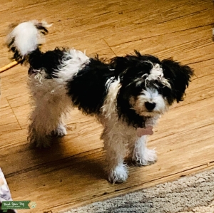 Tri color Morkie Listing Image