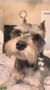 Miniature Schnauzer Looking for a Stud Listing Image