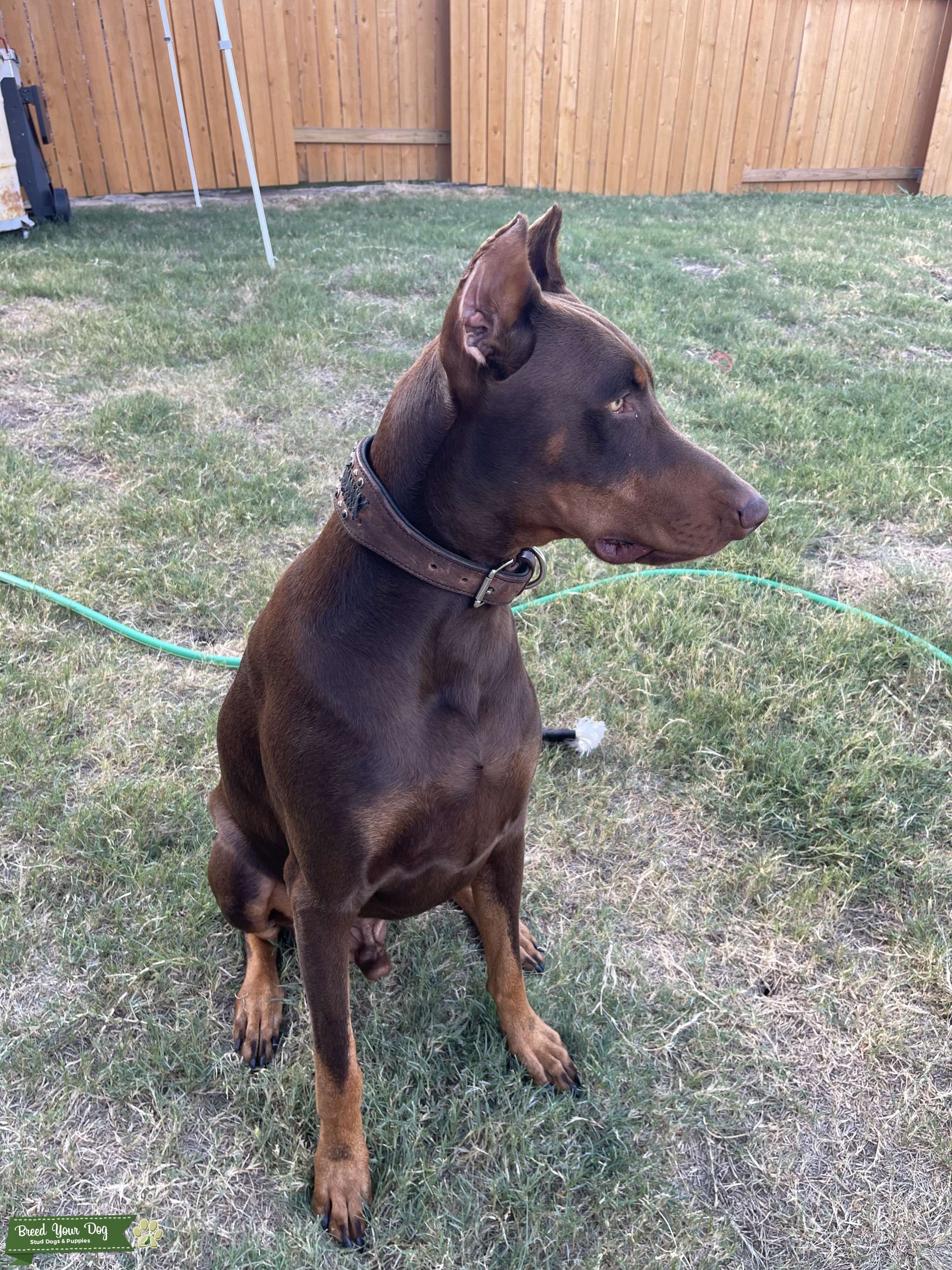 Doberman Ready to Breed Stud Dog in Dallas, United States Breed Your Dog