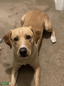 Male Yellow Lab 2 yrs old Listing Image
