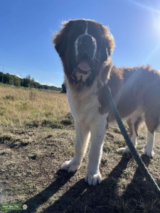 Stunning male St Bernard for stud Listing Image